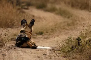 A sighting of the endangered African wild dog. 