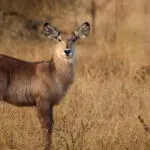 Wildlife is abundant in this reserve. 