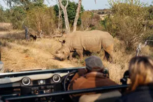 A close sighting of a rhino. 