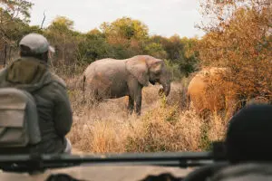 A close sighting of an elephant. 