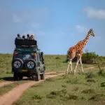Avistamiento de animales emblemáticos, como la jirafa, en los safaris | Solio Lodge
