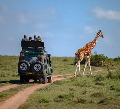 Sightings of iconic animals, like giraffe, on game drives | Solio Lodge