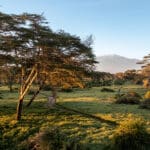 Estás rodeado de naturaleza salvaje.