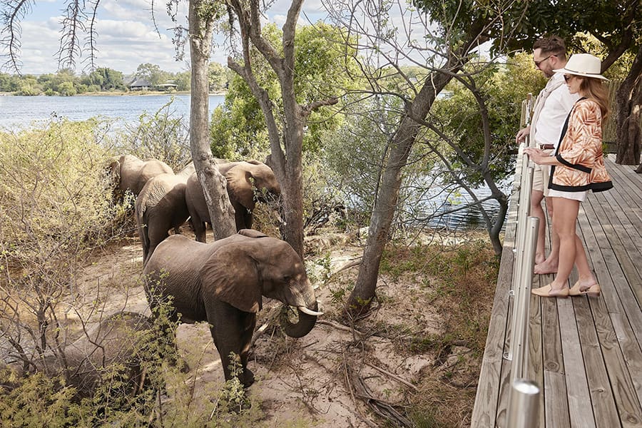 Avistamiento de elefantes en las cataratas Victoria (Zimbabue) | Go2Africa