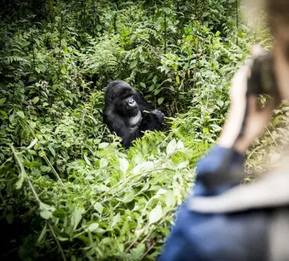Ga op een unieke gorillatrekking in het Volcanoes National Park | Wilderness Bisate 