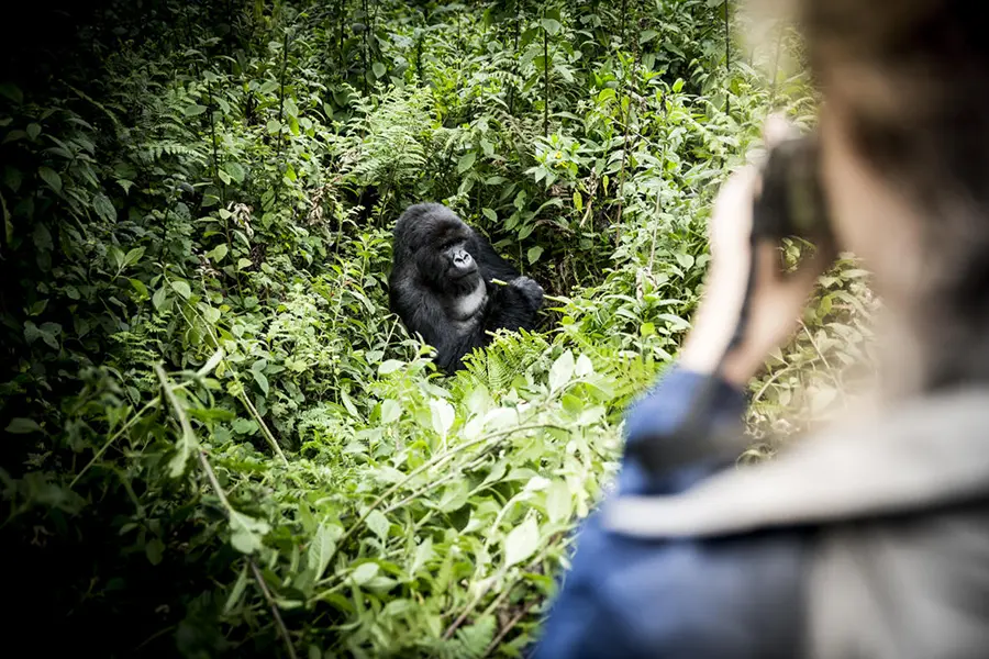 Trekking con gorilas en el Parque Nacional de los Volcanes, Ruanda | Go2Africa 