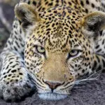 Espere fantásticos avistamientos de fauna salvaje. 