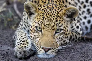 Espere fantásticos avistamientos de fauna salvaje. 