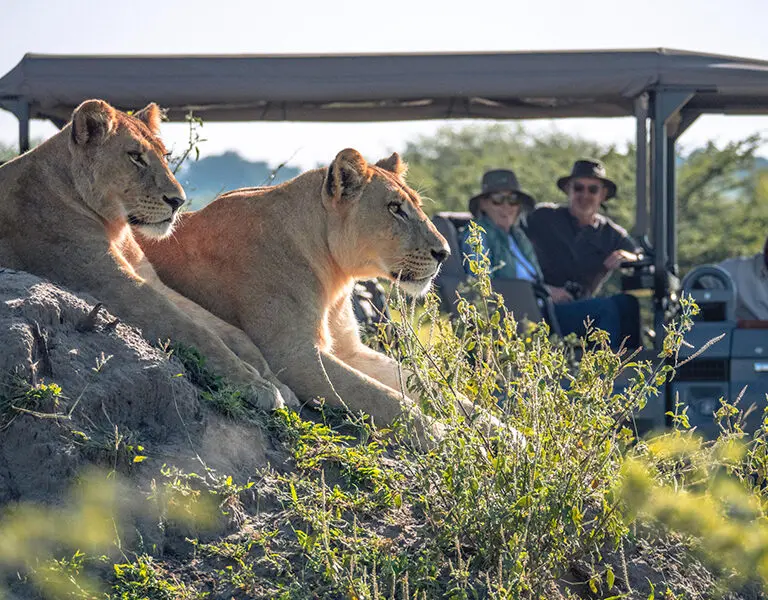 Enjoy intimate encounters with Africa's most fierce predators | Wilderness Little Mombo