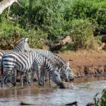 Capture the perfect zebra photo at Amboseli National Park.