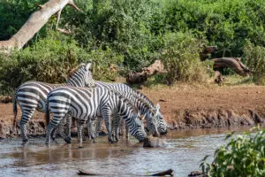 Capture the perfect zebra photo at Amboseli National Park.