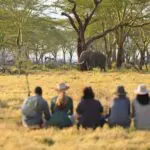 Spot elephants while out on walking safari. 