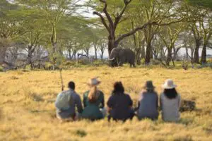Spot elephants while out on walking safari. 