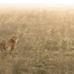 Cheetahs in the rain. 