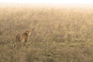 Cheetahs in the rain. 