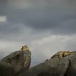 Lions relaxing on the rocks. 