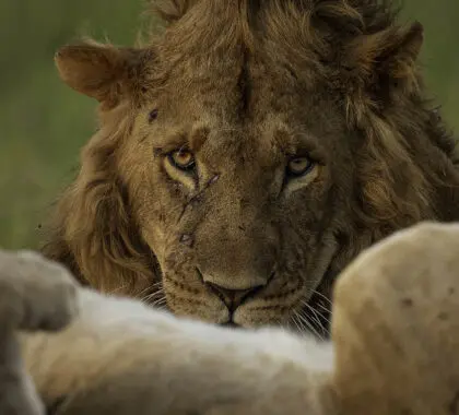 Our Top 7- to 10-Day Kenya Itineraries
