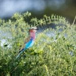El parque alberga abundantes y hermosas aves.