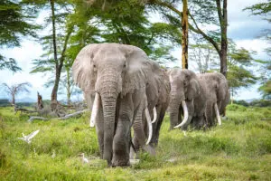 Exceptional ellie encounters. 
