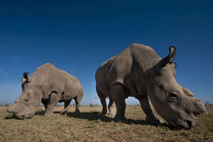 Rinocerontes en Ol Pejeta Conservancy, Kenia | Go2Africa 