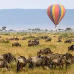 Vea de cerca la migración de los ñus | Porini Lion Camp