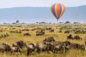 Vea de cerca la migración de los ñus | Porini Lion Camp