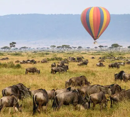 See the Wildebeest Migration up close | Porini Lion Camp