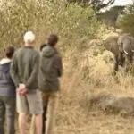 Walking safaris offer close encounters. 