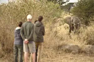 Walking safaris offer close encounters. 