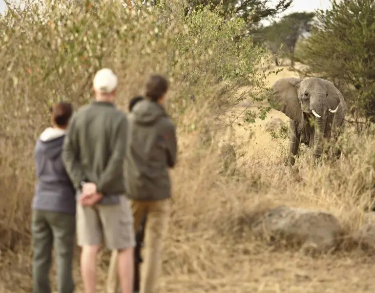 Walking safaris offer close encounters. 