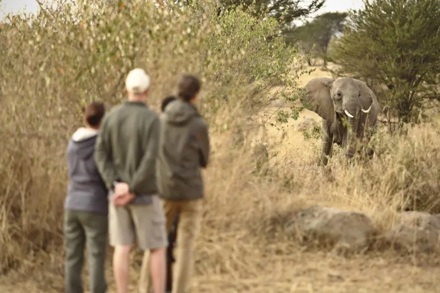 Walking safaris offer close encounters. 