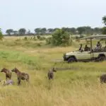 Daily game drives will bring you to the wilderness. 