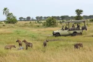 Daily game drives will bring you to the wilderness. 