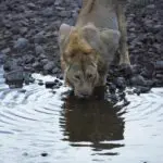 A lion sipping at the waters edge. 