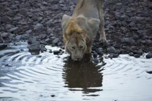 A lion sipping at the waters edge. 