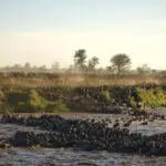 The great annual Wildebeest migration.