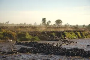 The great annual Wildebeest migration.