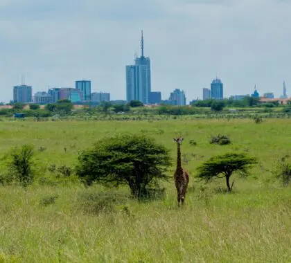 The Best Safaris From Nairobi: Our Top Picks