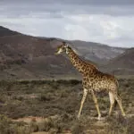 Unique species of wildlife to encounter. 