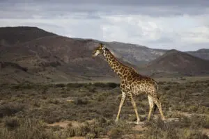 Unique species of wildlife to encounter. 