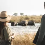 Elefantes en el río | King's Pool