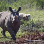 South Africa is home to all members of the Big 5, including the endangered black rhino. | Go2Africa 
