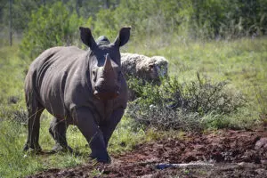 South Africa is home to all members of the Big 5, including the endangered black rhino. | Go2Africa 