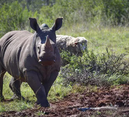 Sudáfrica alberga a todos los miembros de los 5 Grandes, incluido el rinoceronte negro, en peligro de extinción. | Go2Africa 