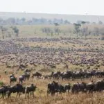 Witness the seasonal Great Migration between July and September.