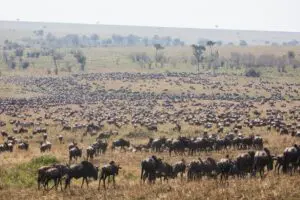 Witness the seasonal Great Migration between July and September.