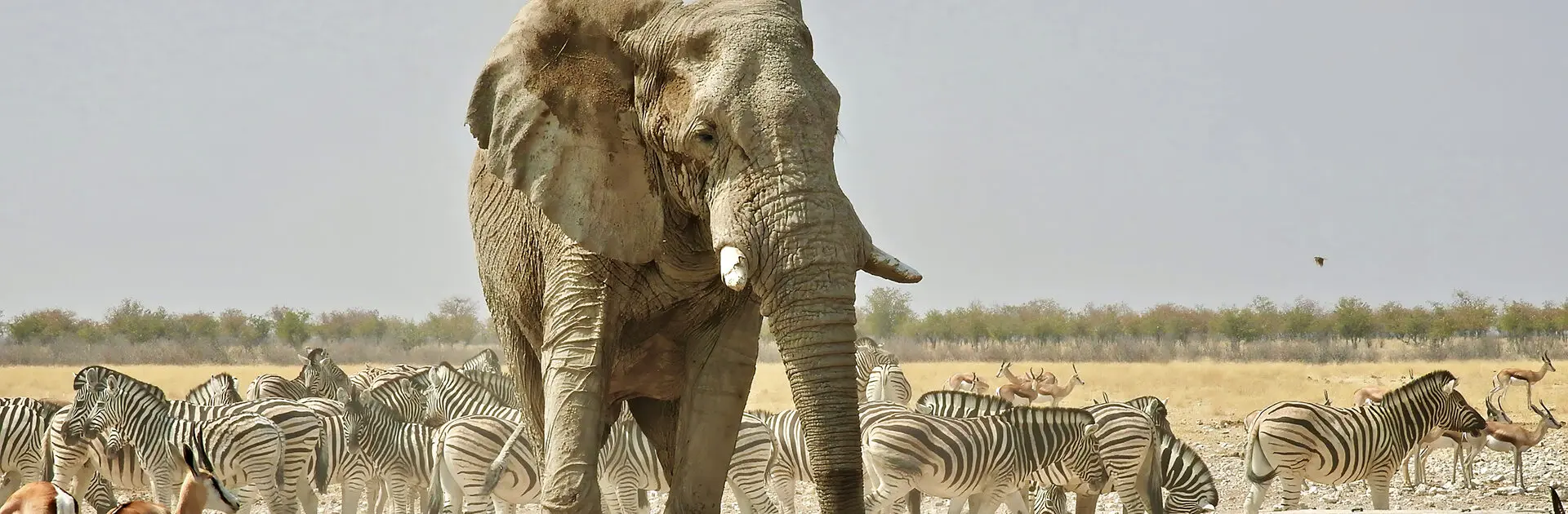 Wildlife in Etosha National Park, Namibia | Go2Africa