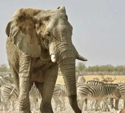 Un gran elefante macho llega a una charca abarrotada
