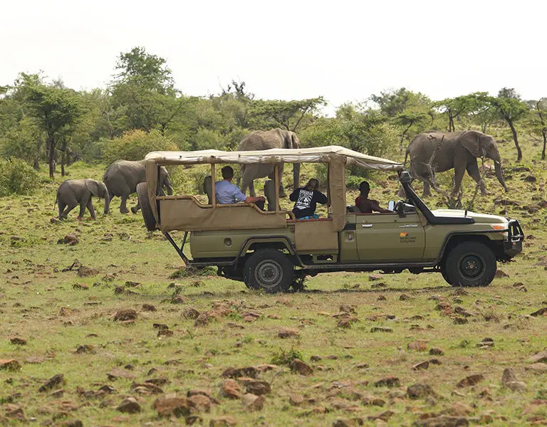 Game drive vehicles are perfectly suited to the terrain and ensure the best views for all passengers as possible.