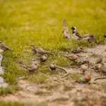 Little birds are often spotted playing on the grass. 